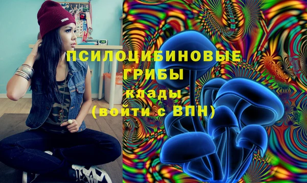 прущие грибы Михайловка